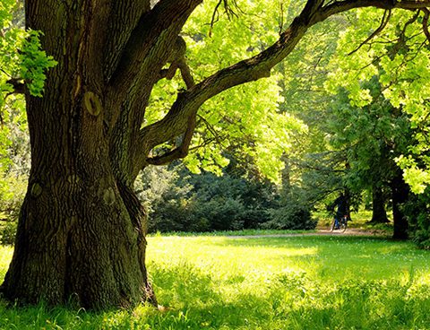 A tree in the middle of a park with green grass.