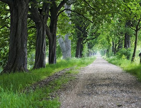 A dirt road with trees on both sides of it