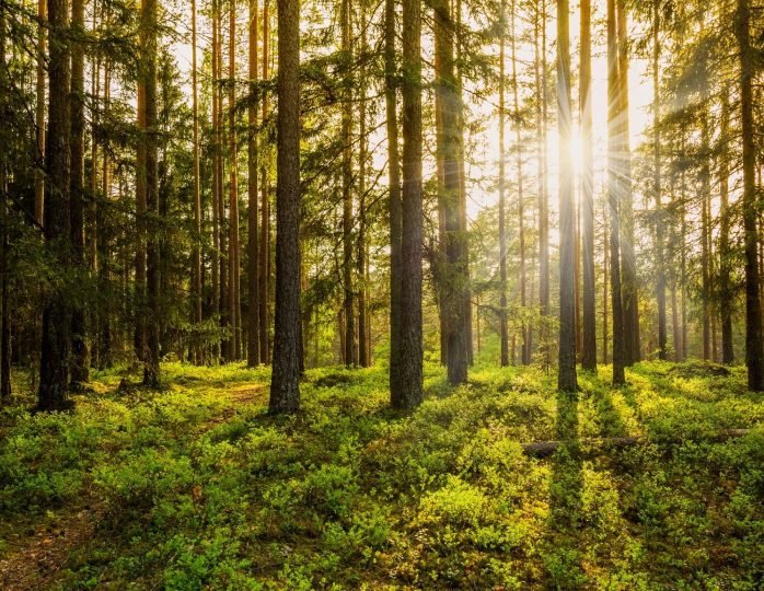 A forest with trees and sunlight shining through.